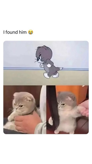1748240346674.png