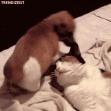 cute-puppy-sit-on-face.gif cute-puppy-sit-on-face.gif