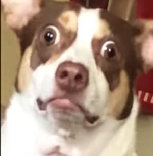 1763929452985.png 1763929452985.png