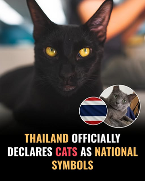 1764588983191.png 1764588983191.png