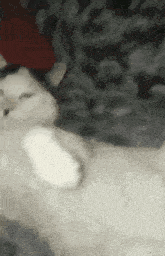 kittler-cat-meme.gif