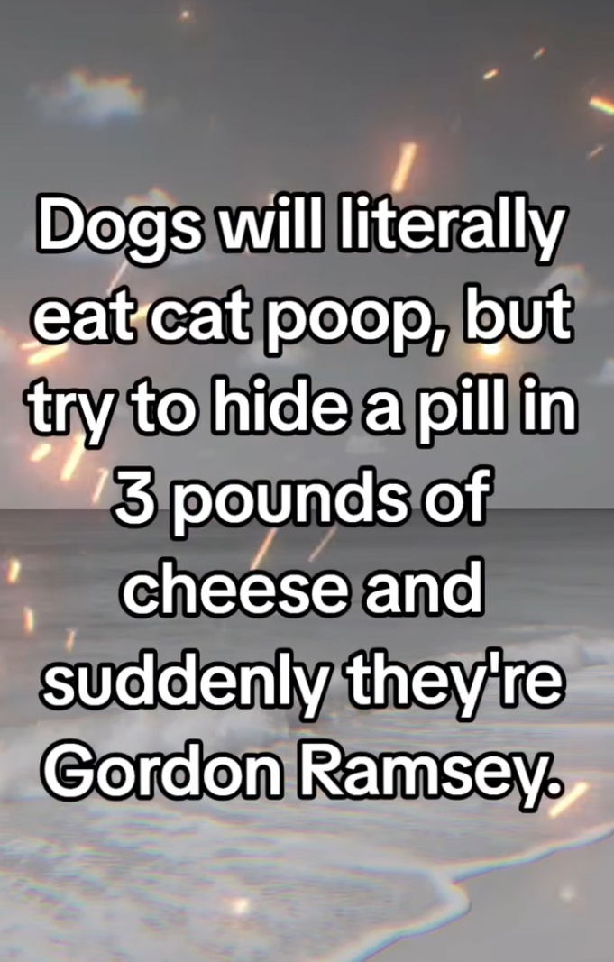 ed36ced80578caf91d5dee9d0cd9c6a3.jpeg