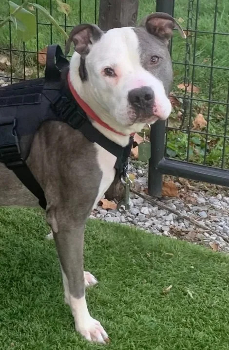 Fred enjoys the outdoors. (Humane Society of Scott County.) Fred enjoys the outdoors. (Humane Society of Scott County.)