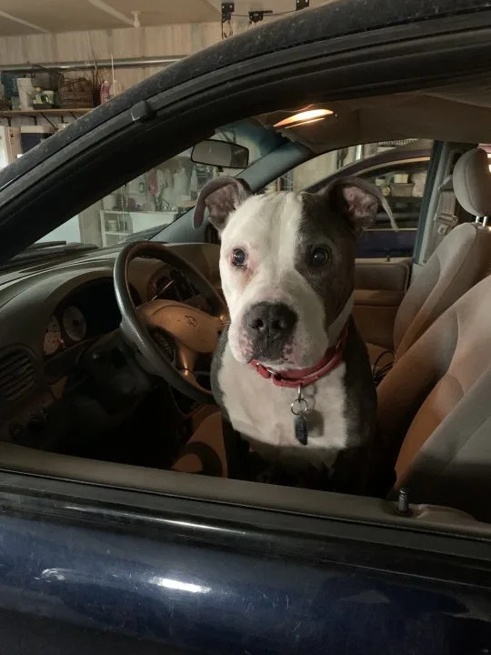 Fred waits for a car ride. (Humane Society of Scott County) Fred waits for a car ride. (Humane Society of Scott County)
