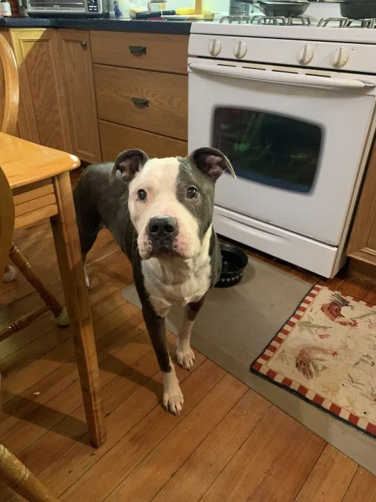 Fred waits for dinner in the kitchen. (Humane Society of Scott County.) Fred waits for dinner in the kitchen. (Humane Society of Scott County.)